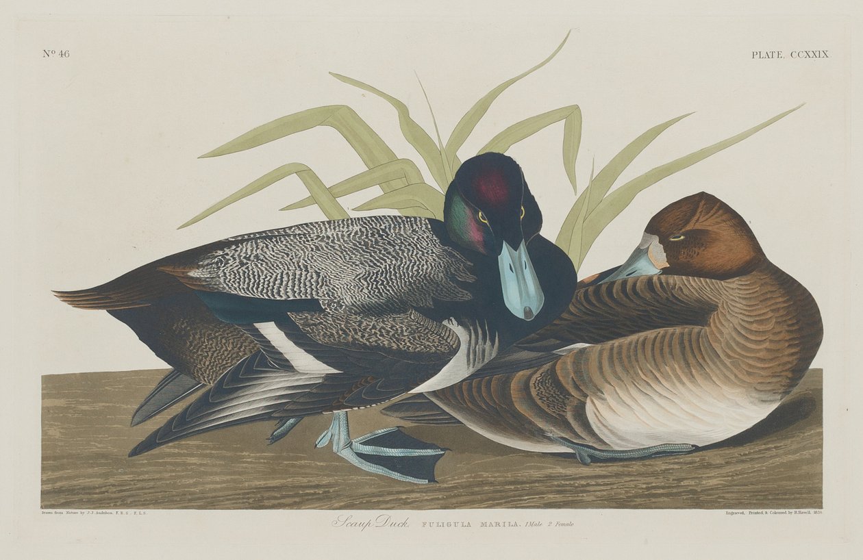 Canard scaup, 1834 - Robert Havell