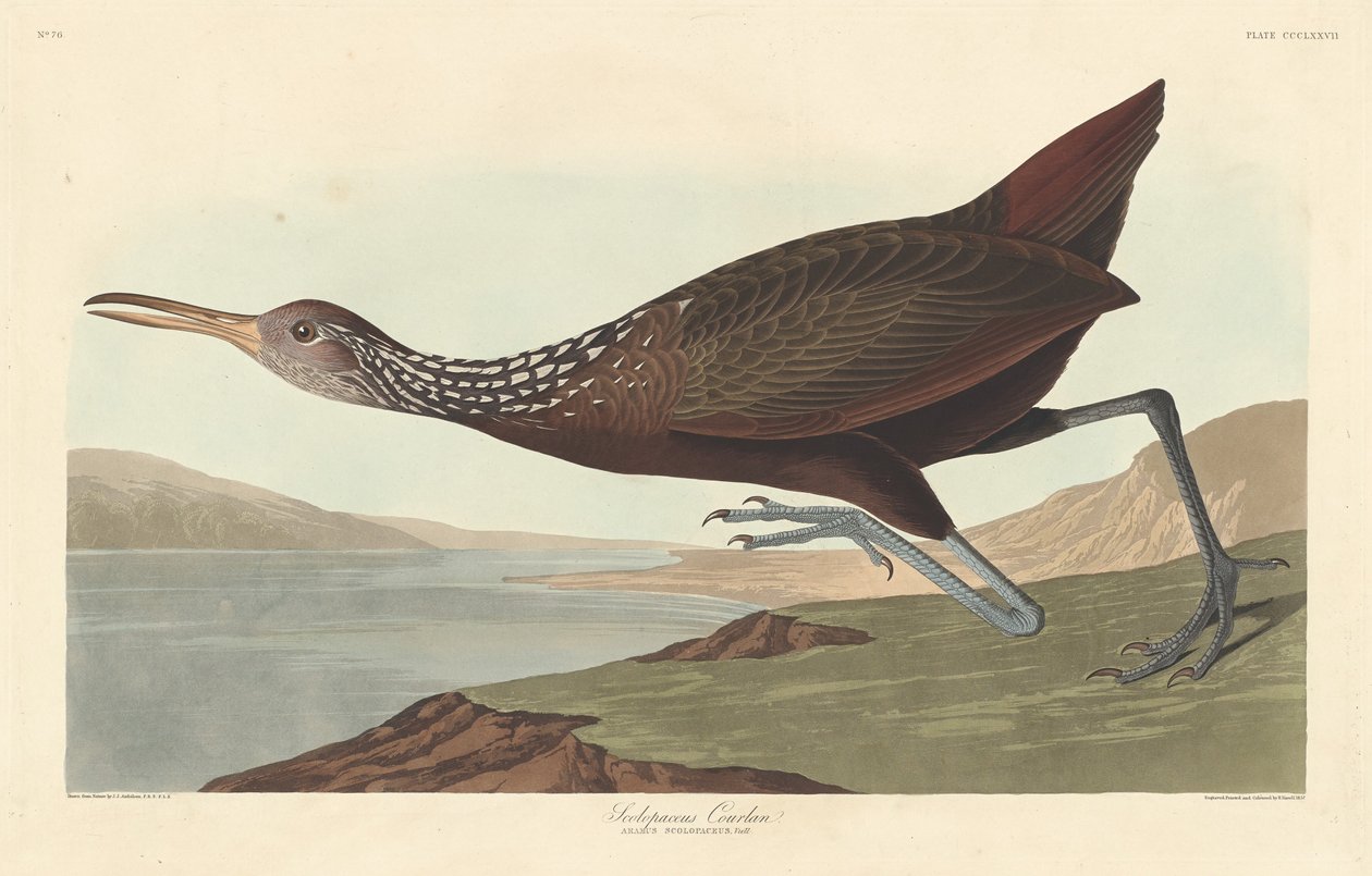 Scolopaceus Courlan, 1837 - Robert Havell