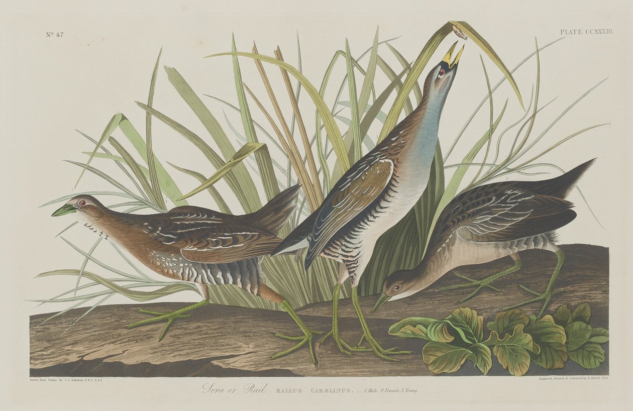 Sora ou Râle, 1834 - Robert Havell