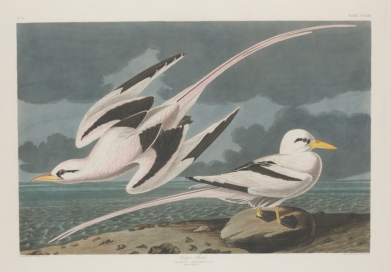 Oiseau tropical, 1835 - Robert Havell