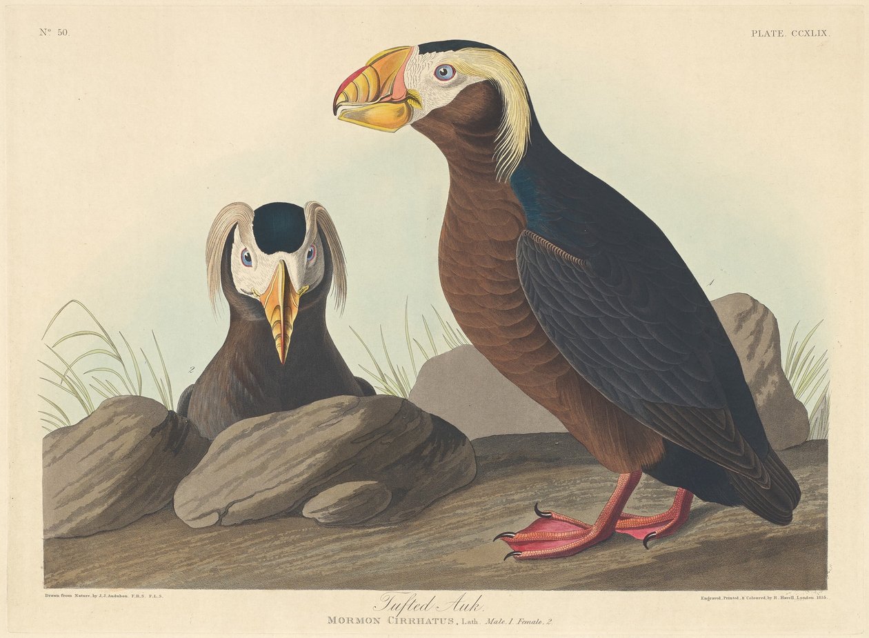Pingouin huppé, 1835 - Robert Havell