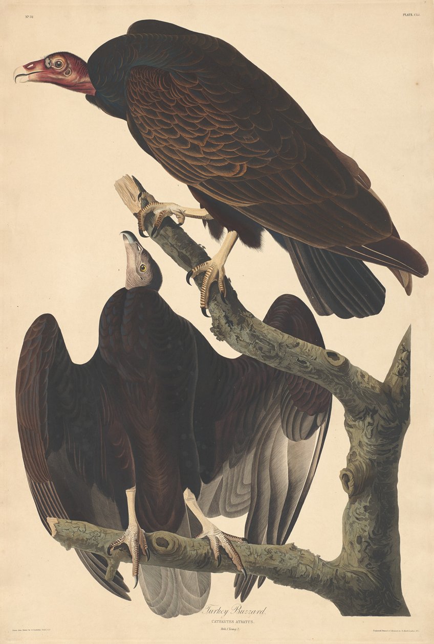 Urubu, 1832 - Robert Havell