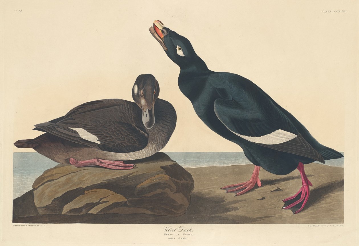 Canard de velours, 1835 - Robert Havell