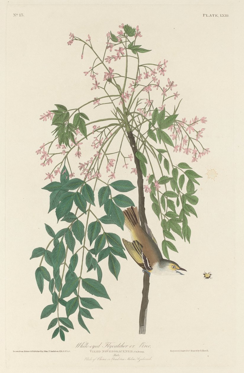 Gobemouche aux yeux blancs, 1829 - Robert Havell