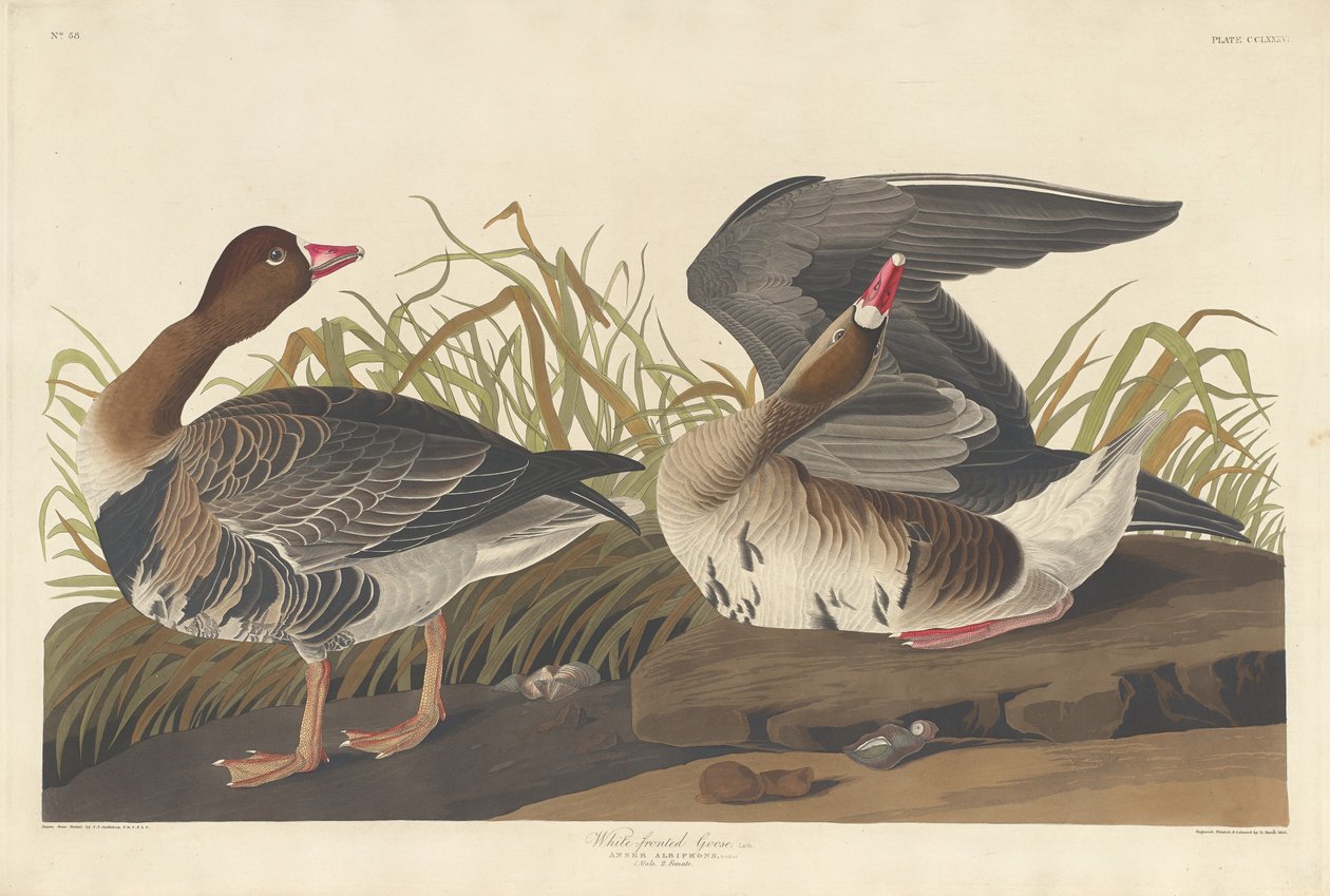 Oie à front blanc, 1836 - Robert Havell