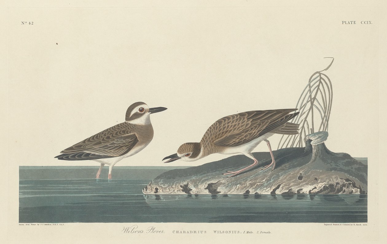 Pluvier de Wilson, 1834 - Robert Havell