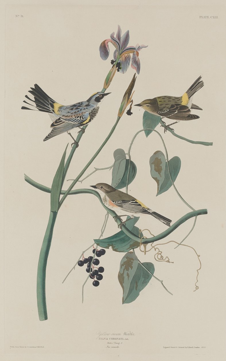 Paruline à couronne jaune, 1832 - Robert Havell