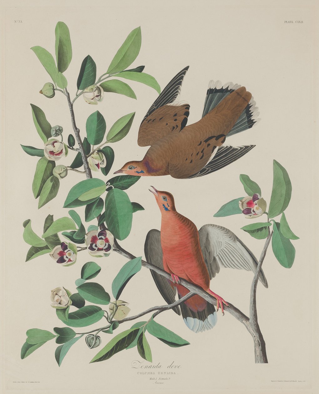 Tourterelle Zénaïde, 1833 - Robert Havell