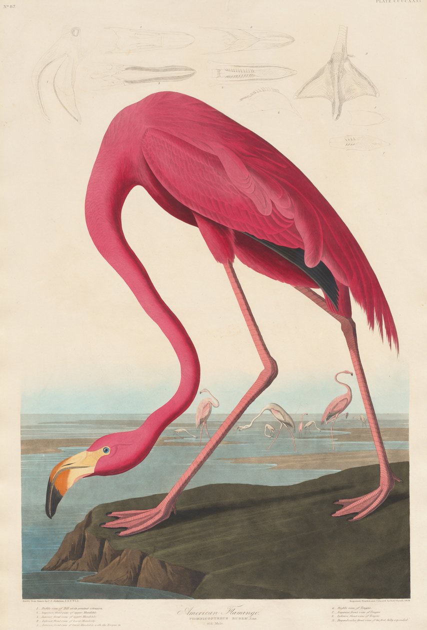 Flamant américain - Robert Havell after John James Audubon