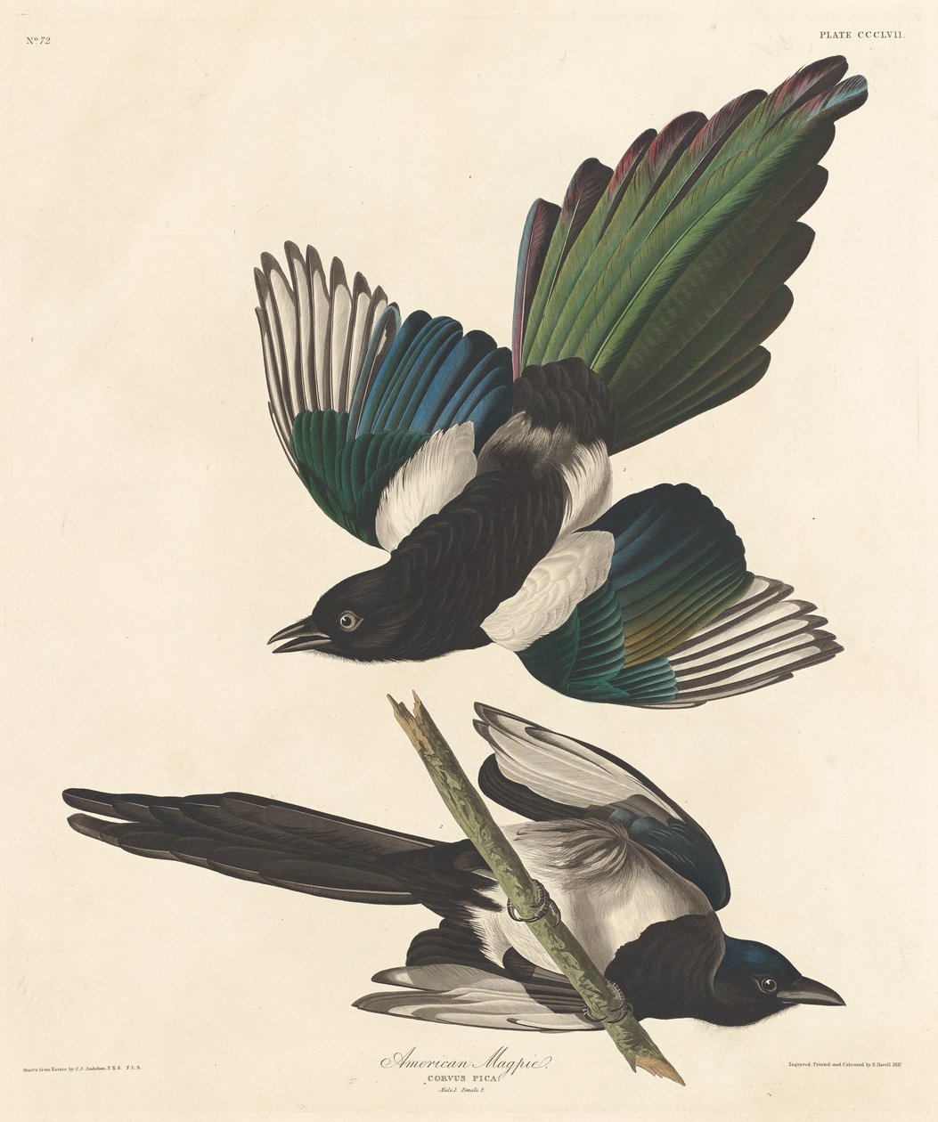Pie américaine - Robert Havell after John James Audubon