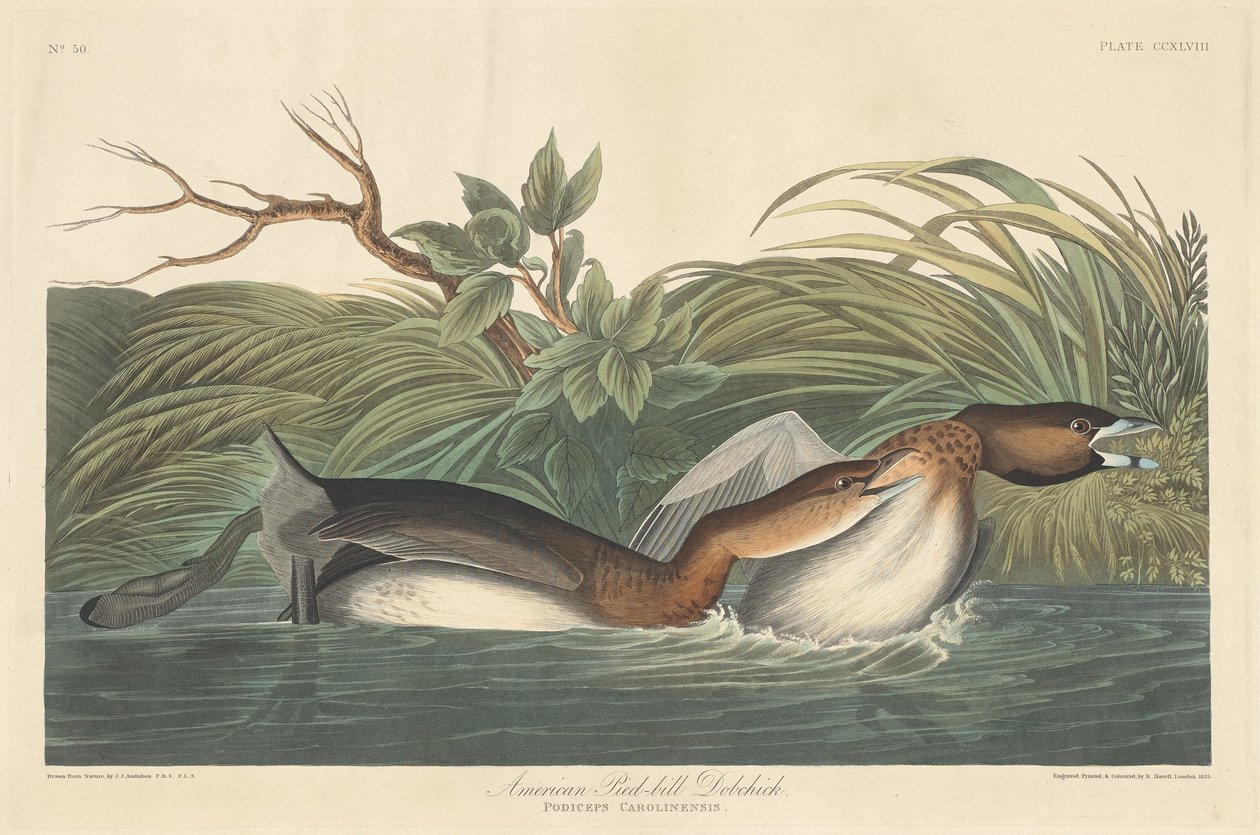 Grèbe à bec bigarré américain - Robert Havell after John James Audubon