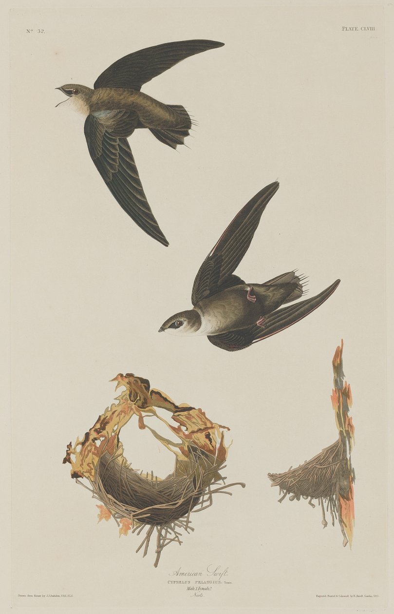 Martinet américain - Robert Havell after John James Audubon