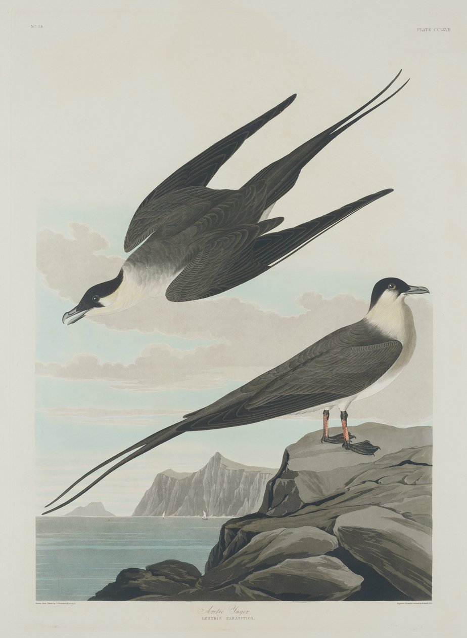 Jager arctique - Robert Havell after John James Audubon