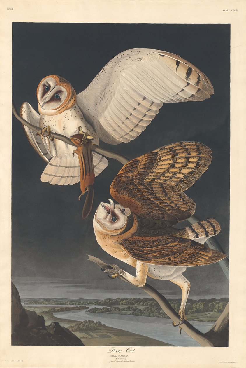 Chouette effraie - Robert Havell after John James Audubon