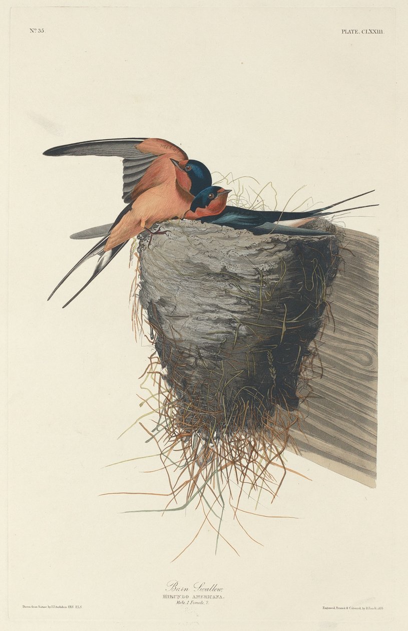 Hirondelle rustique - Robert Havell after John James Audubon