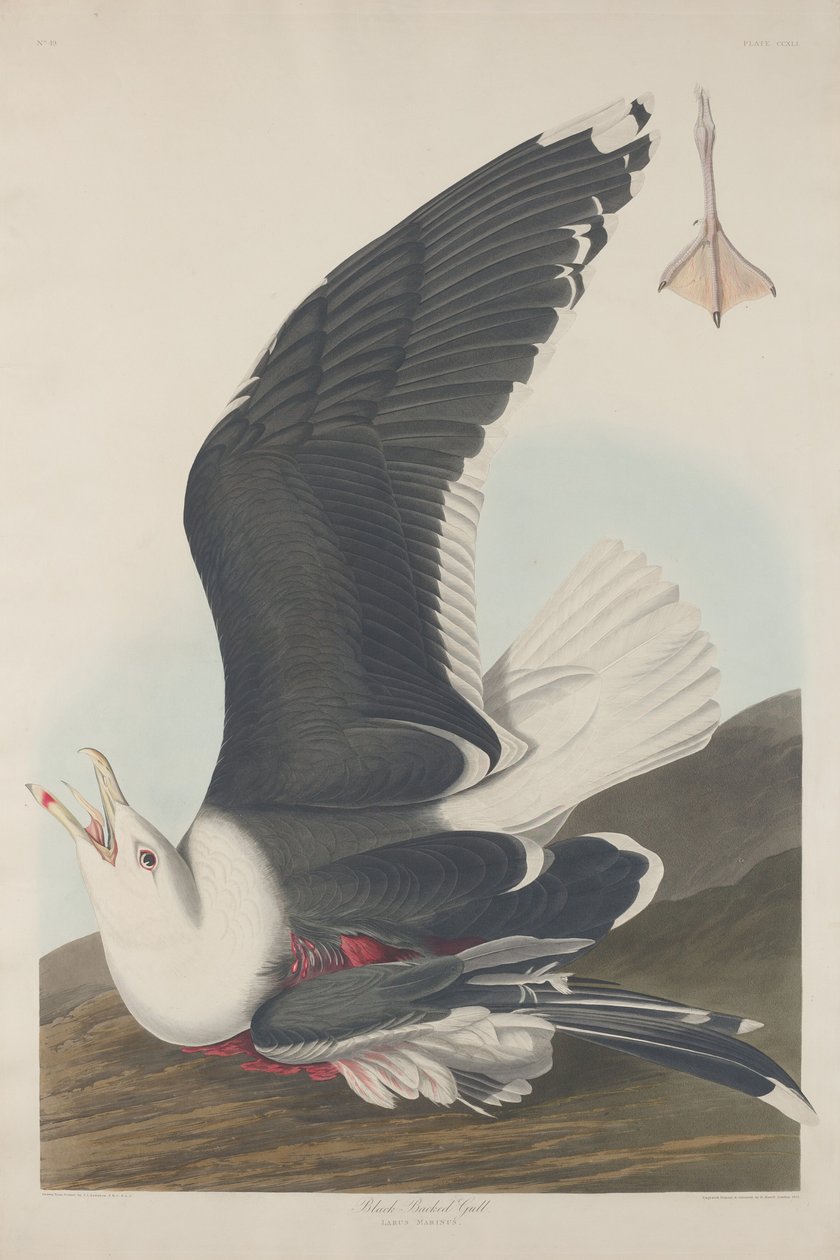 Goéland à dos noir - Robert Havell after John James Audubon