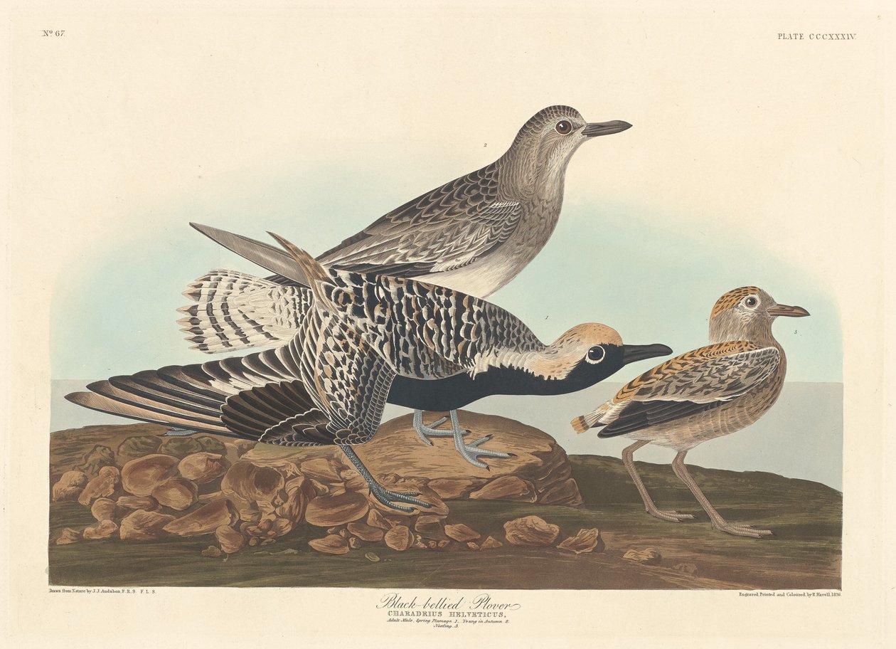 Pluvier à ventre noir - Robert Havell after John James Audubon