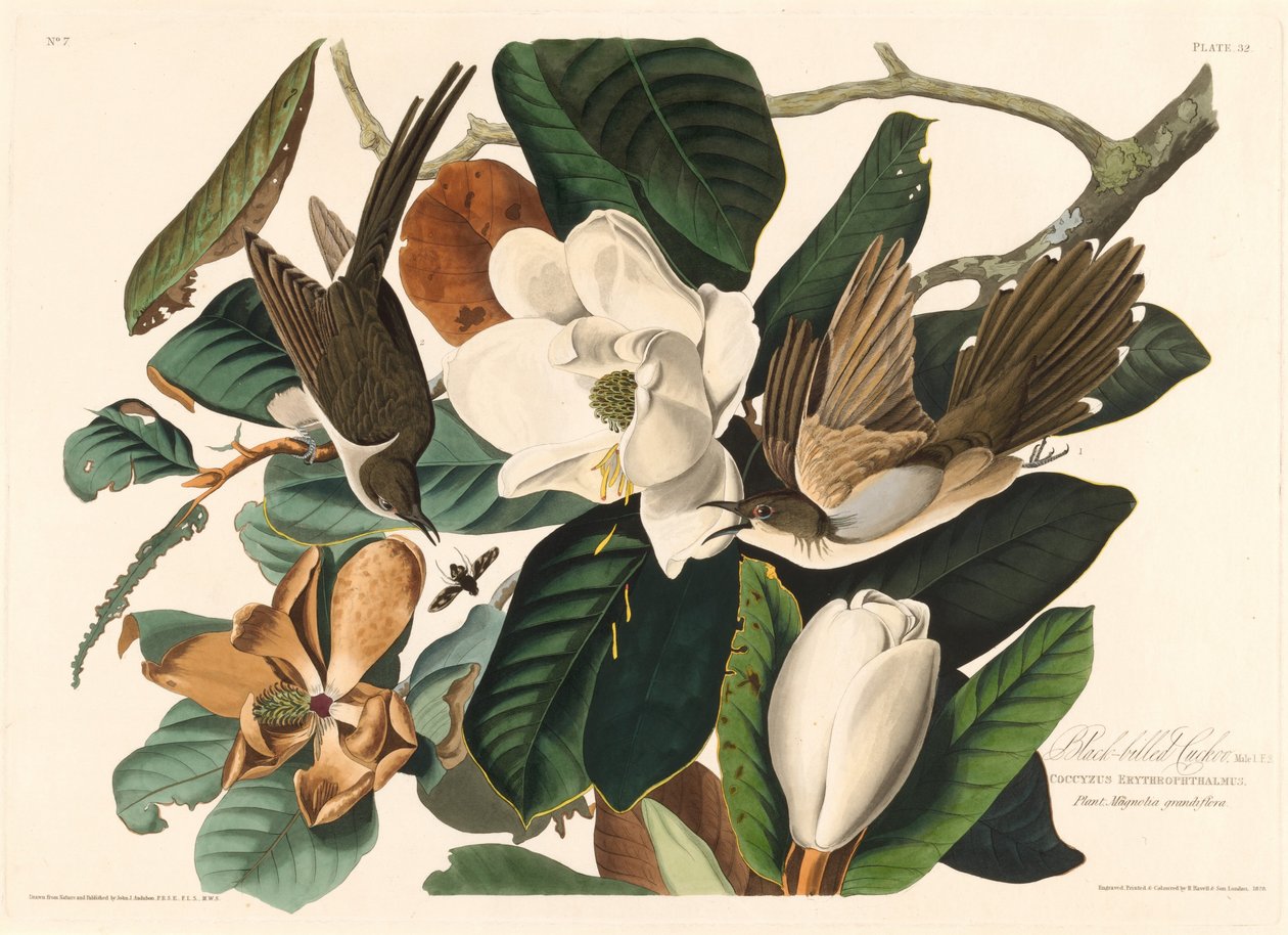 Coulicou à bec noir - Robert Havell after John James Audubon