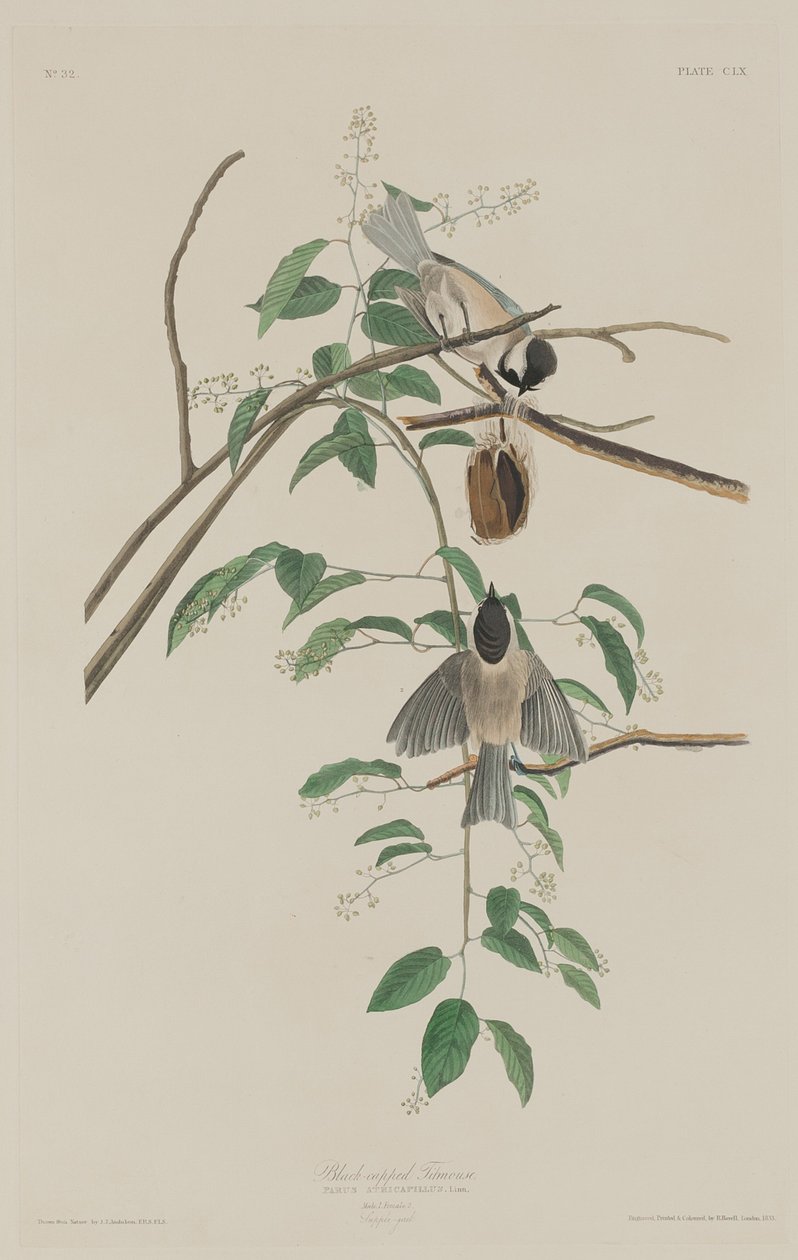 Mésange à tête noire - Robert Havell after John James Audubon