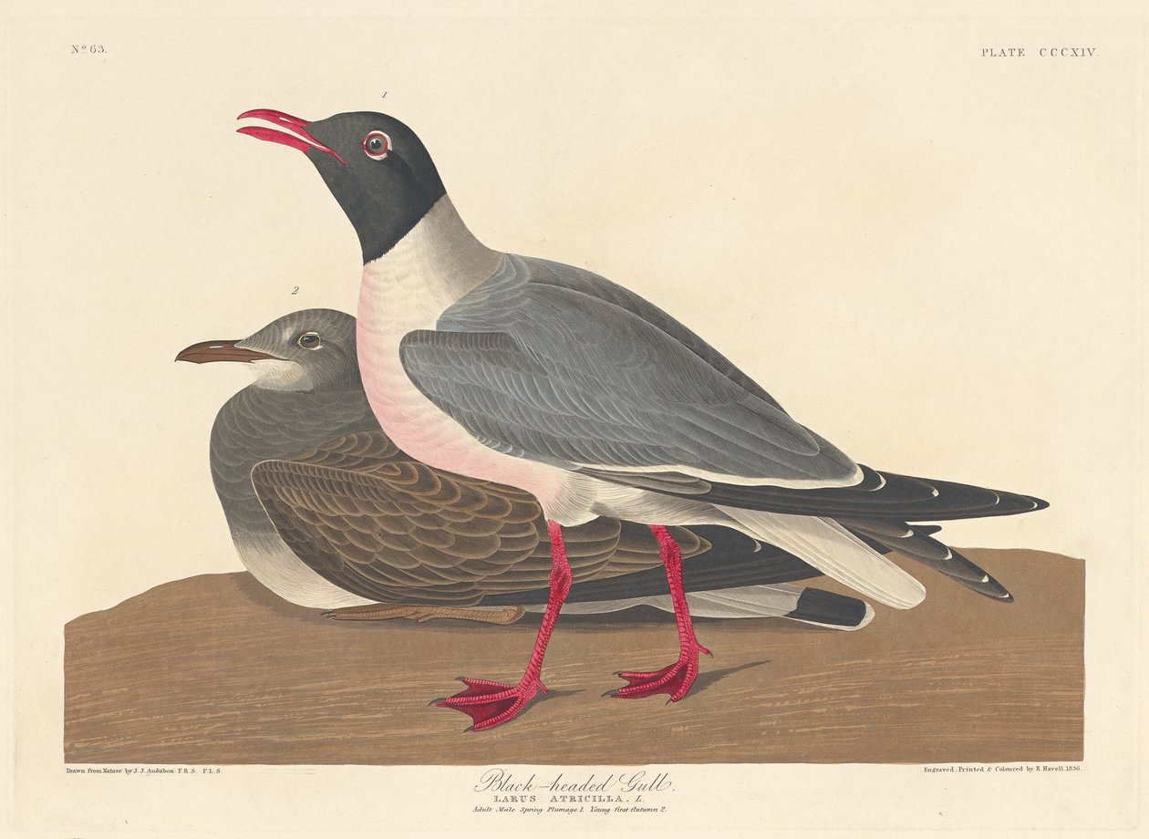 Mouette rieuse - Robert Havell after John James Audubon
