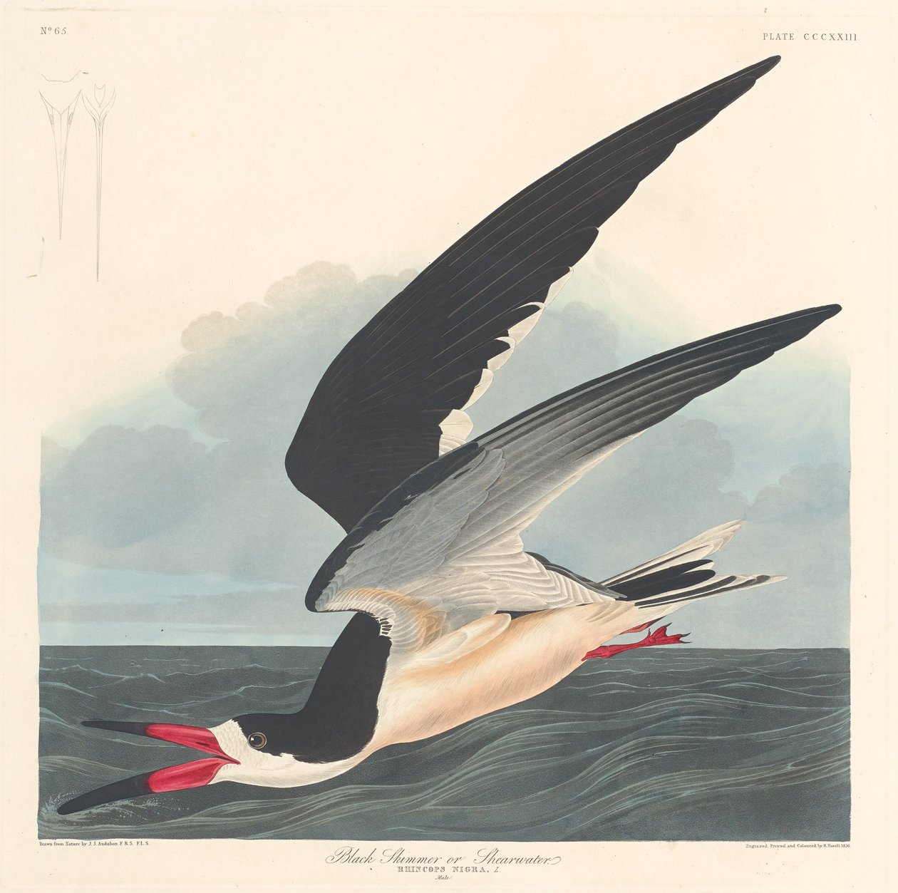 Bec-en-ciseaux noir - Robert Havell after John James Audubon