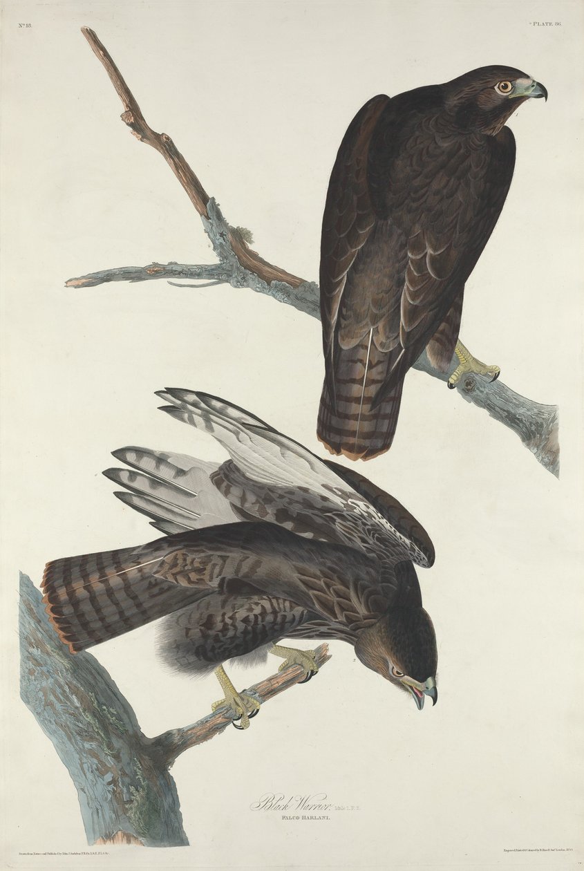 Guerrier noir - Robert Havell after John James Audubon
