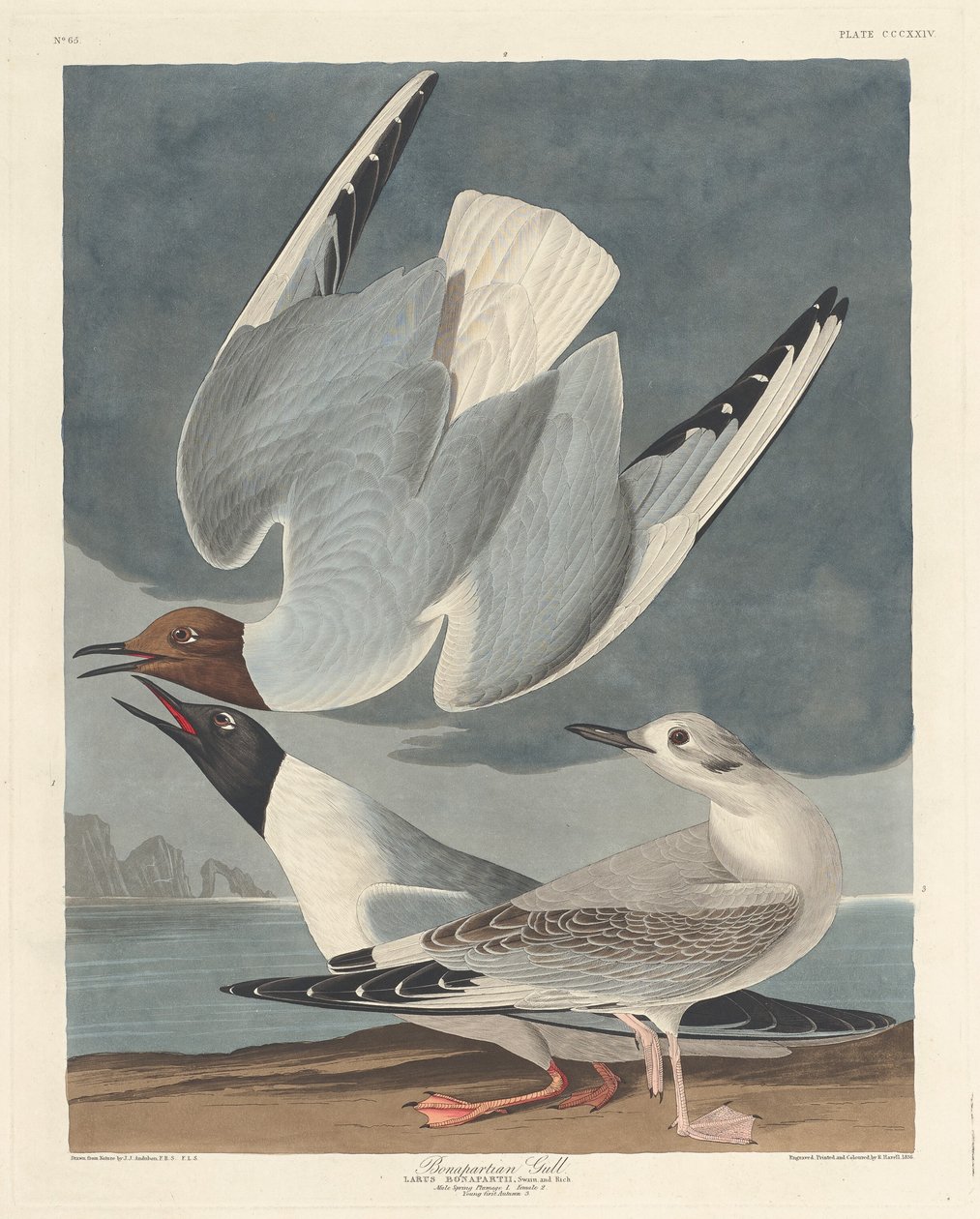 Goéland de Bonaparte - Robert Havell after John James Audubon