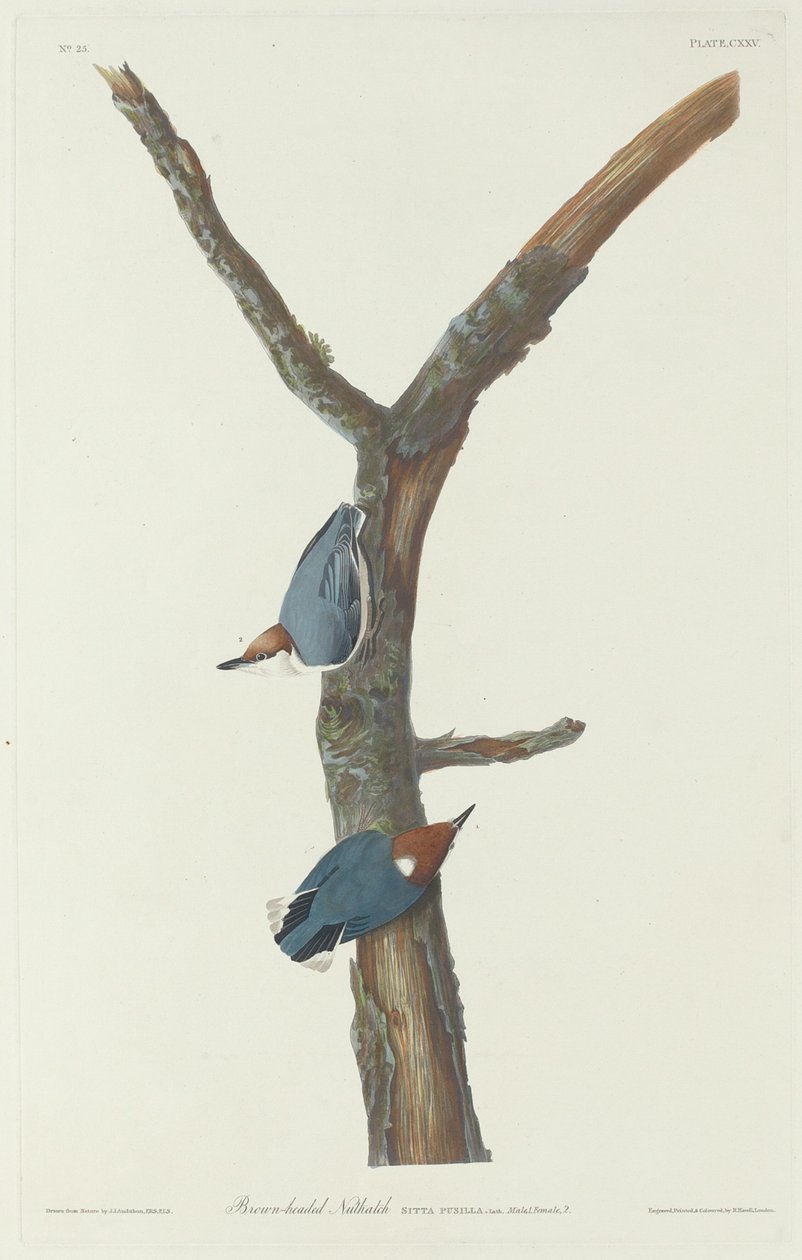 Sittelle à tête brune - Robert Havell after John James Audubon