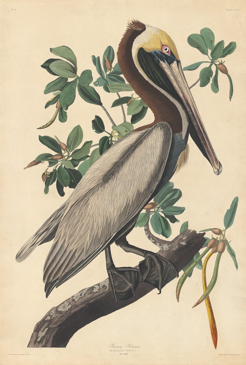 Pélican brun - Robert Havell after John James Audubon