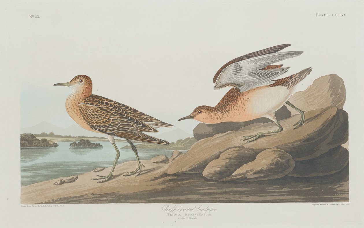 Bécasseau roussâtre - Robert Havell after John James Audubon