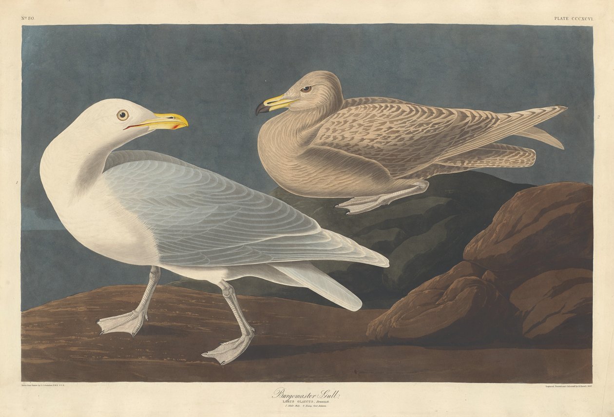 Bourgmestre Gull - Robert Havell after John James Audubon