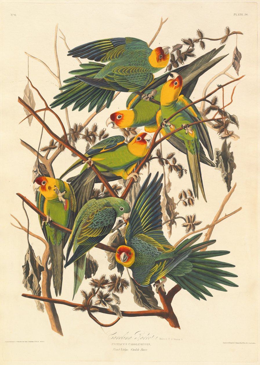 Perroquet de Caroline - Robert Havell after John James Audubon