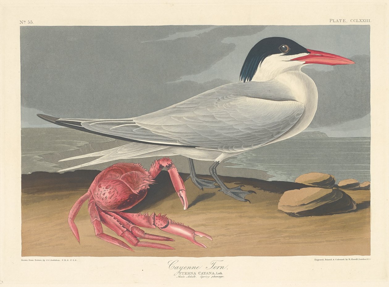 Sterne de Cayenne - Robert Havell after John James Audubon