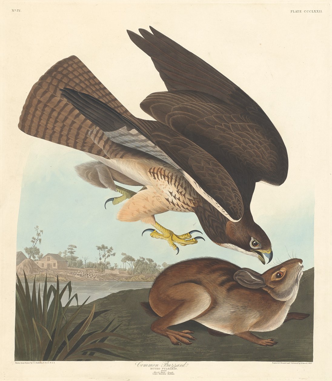 Buse variable - Robert Havell after John James Audubon