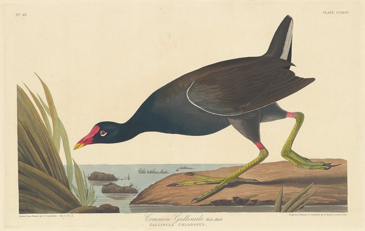 Gallinule Commune - Robert Havell after John James Audubon