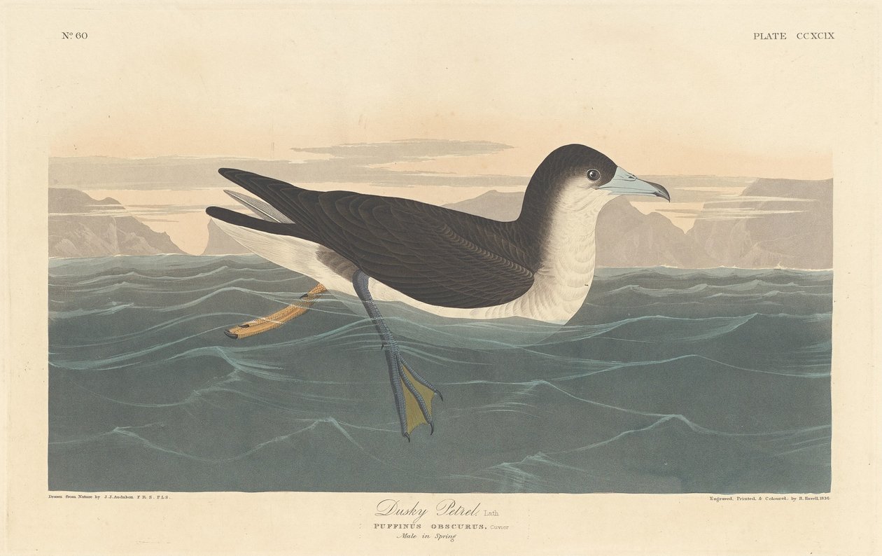 Pétrel sombre - Robert Havell after John James Audubon