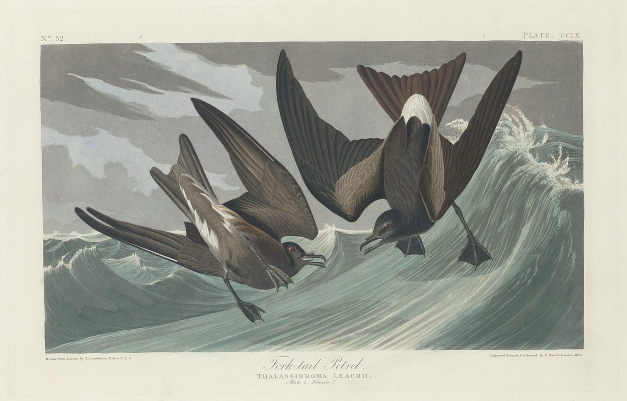 Pétrel à queue fourchue - Robert Havell after John James Audubon