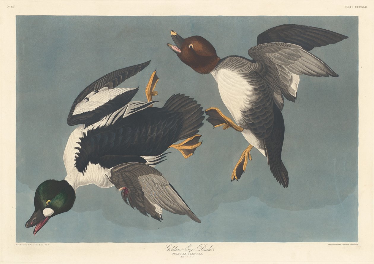 Canard à œil d