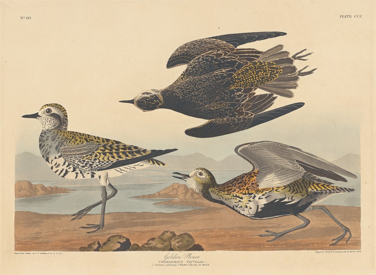 Pluvier doré - Robert Havell after John James Audubon