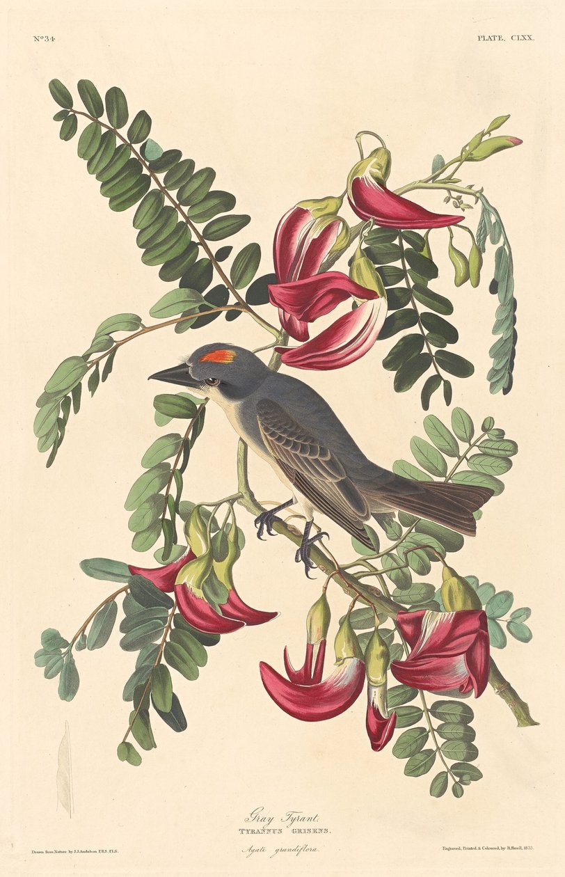 Tyran Gris - Robert Havell after John James Audubon