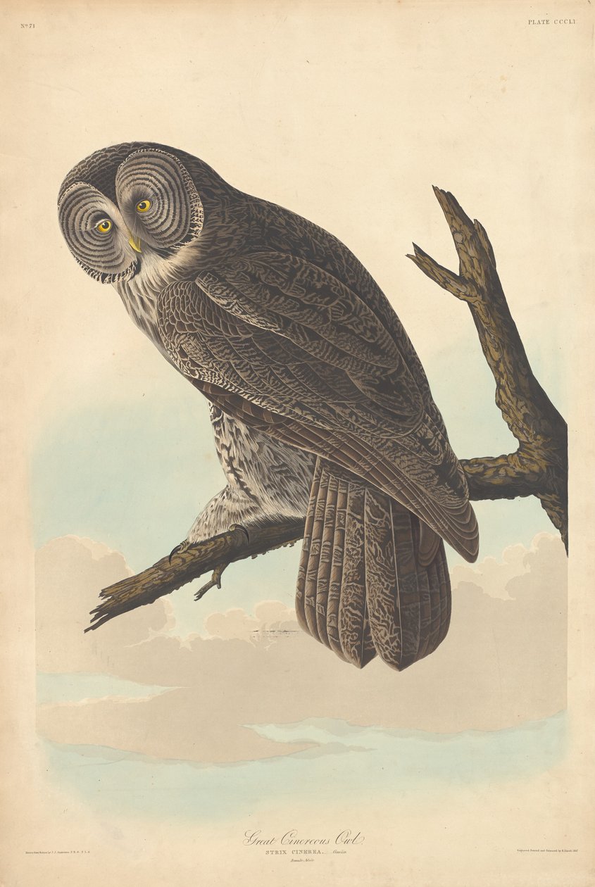 Grande Chouette Cendrée - Robert Havell after John James Audubon