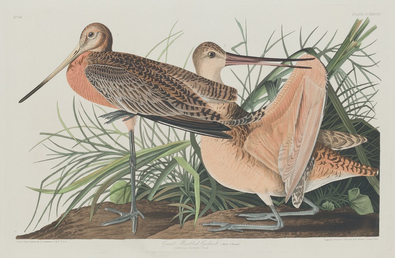 Grande barge marbrée - Robert Havell after John James Audubon