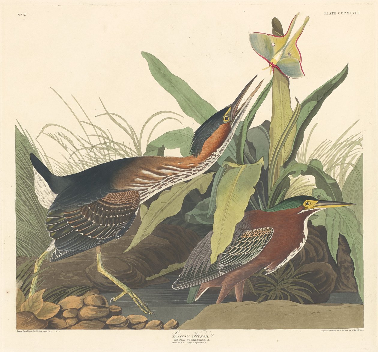 Héron vert - Robert Havell after John James Audubon