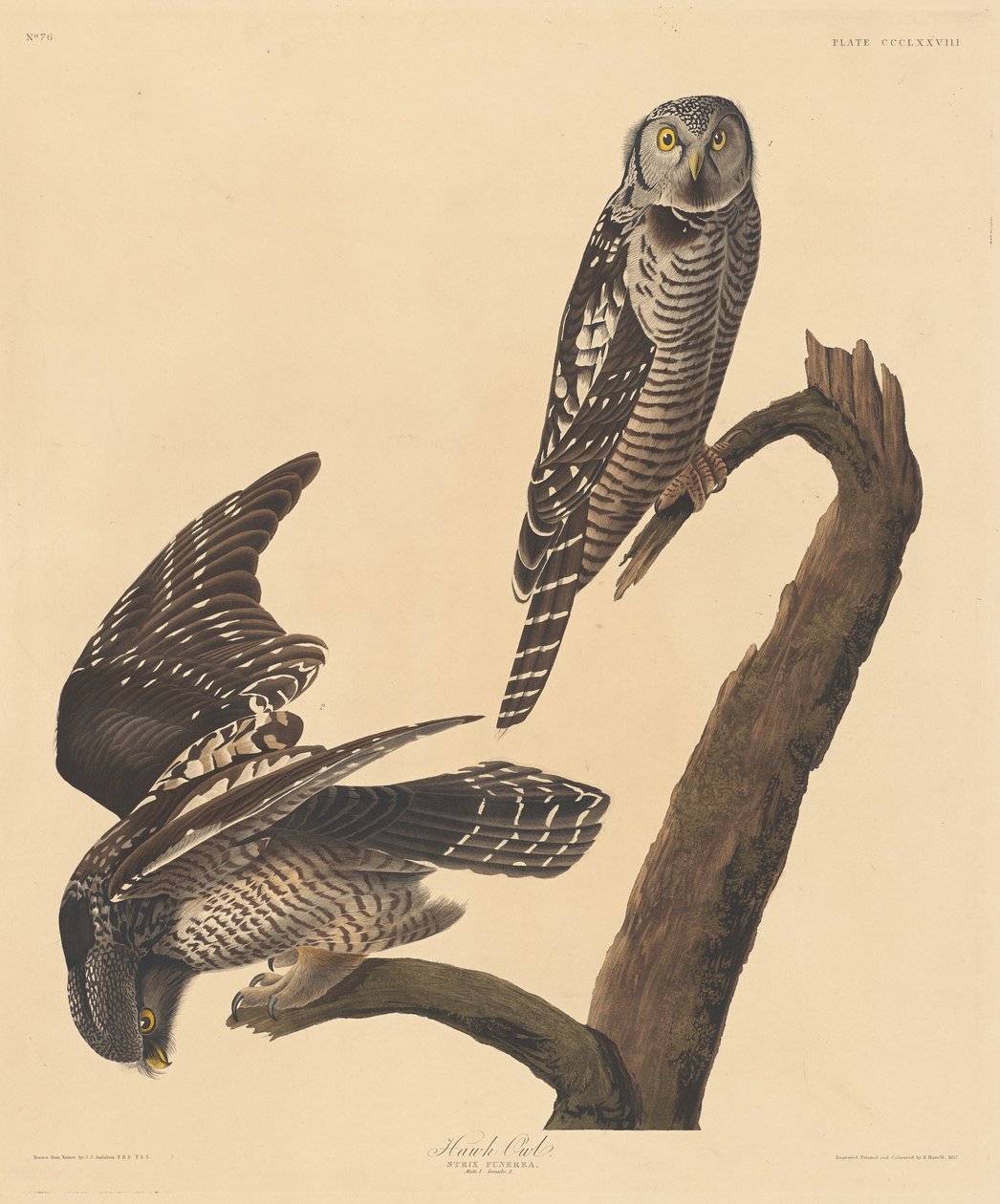 Chouette épervière - Robert Havell after John James Audubon