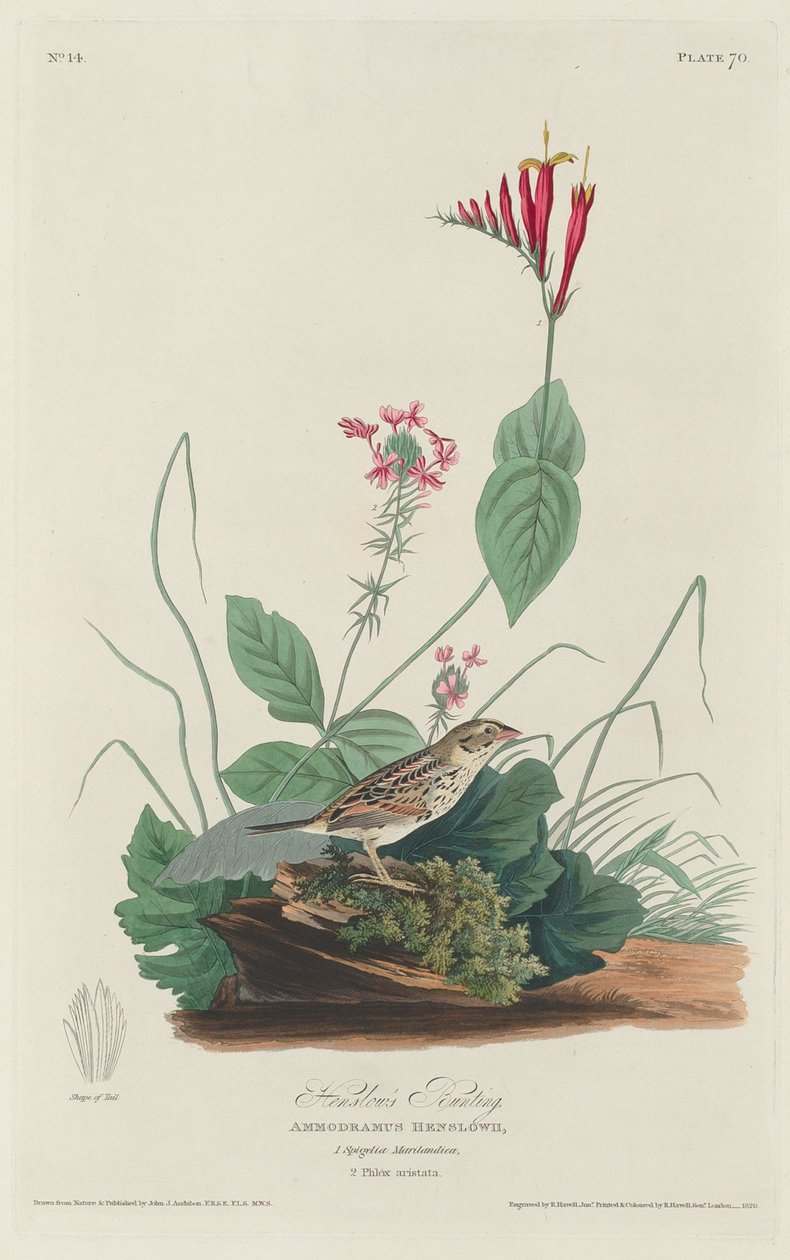 Bruant de Henslow - Robert Havell after John James Audubon