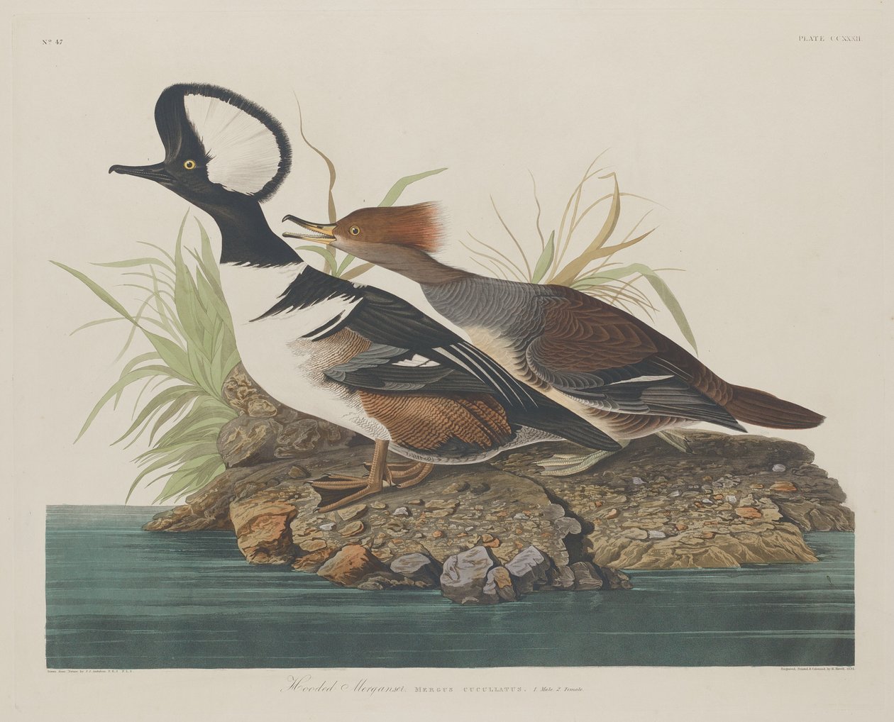 Harle couronné - Robert Havell after John James Audubon