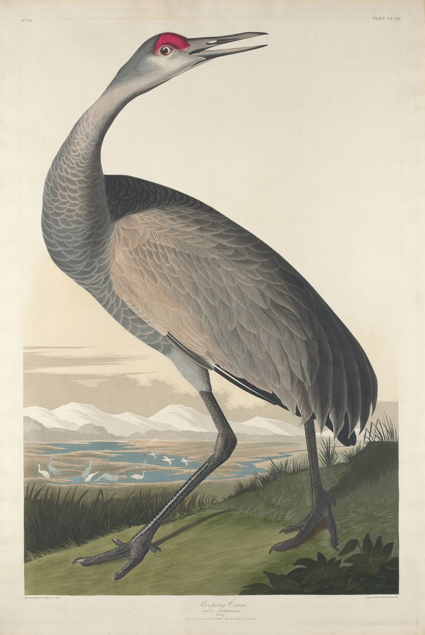 Grue Houppée - Robert Havell after John James Audubon