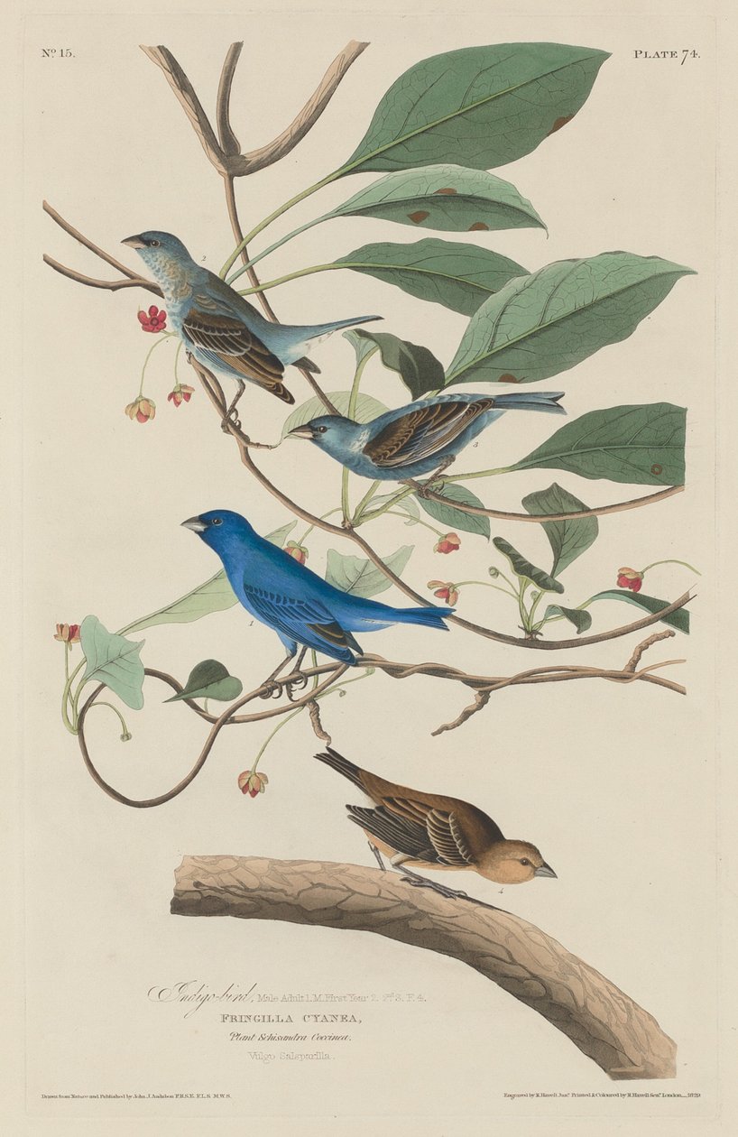 Oiseau indigo - Robert Havell after John James Audubon