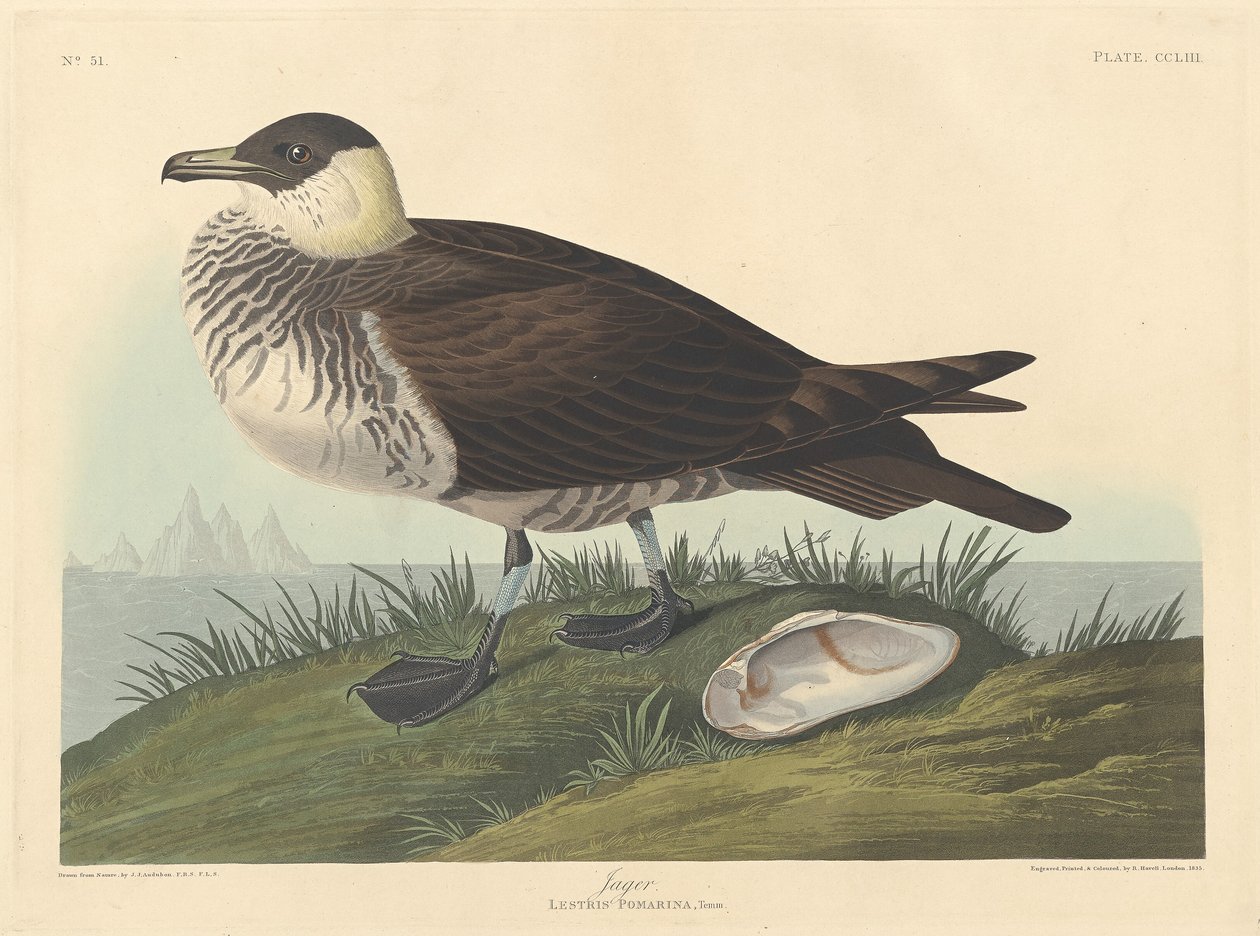 Chasseur - Robert Havell after John James Audubon