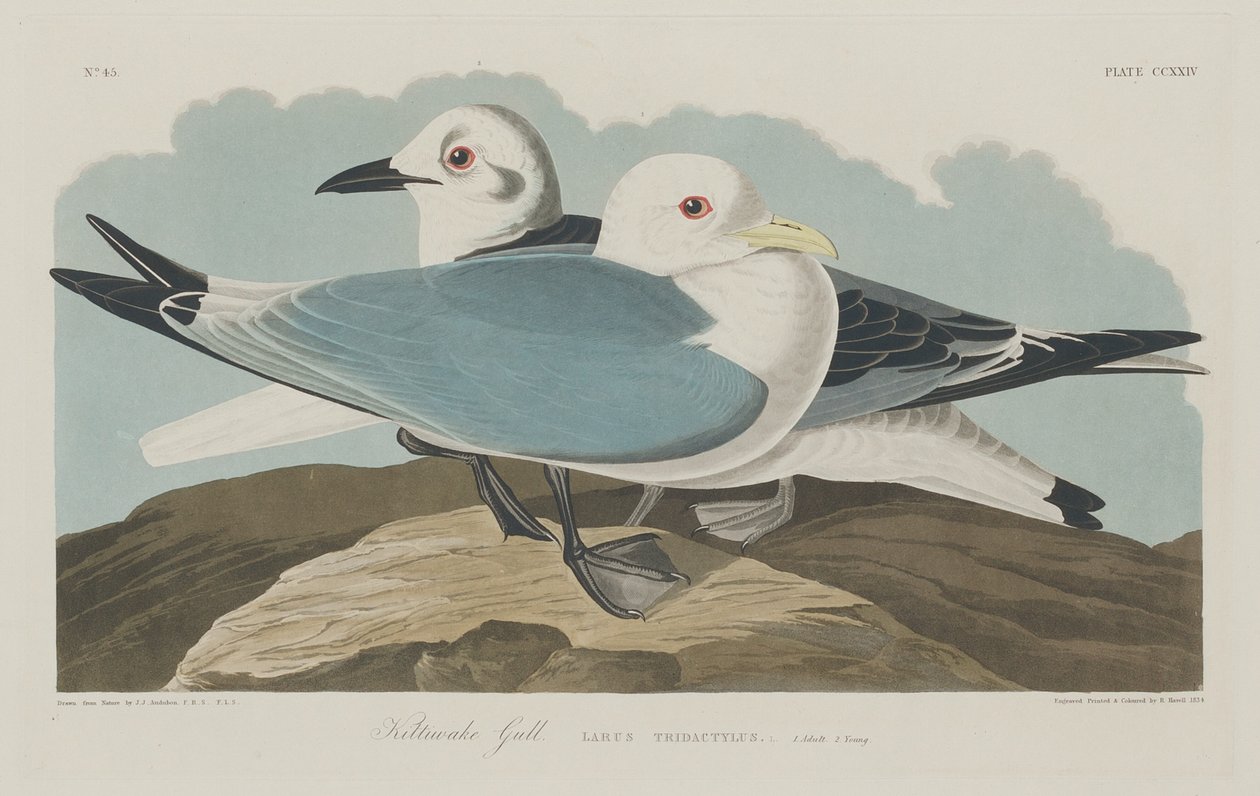 Mouette tridactyle - Robert Havell after John James Audubon